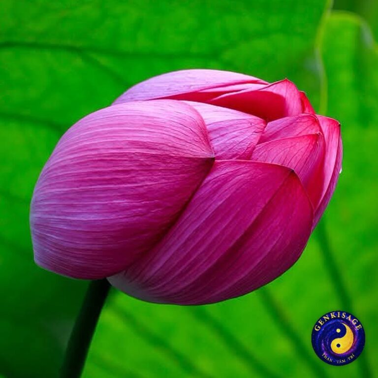 Hoạt động Đồng Hành – GENKISAGE