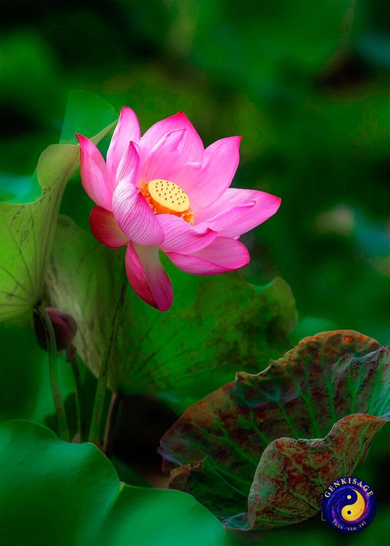 Hoạt động Đồng Hành – GENKISAGE