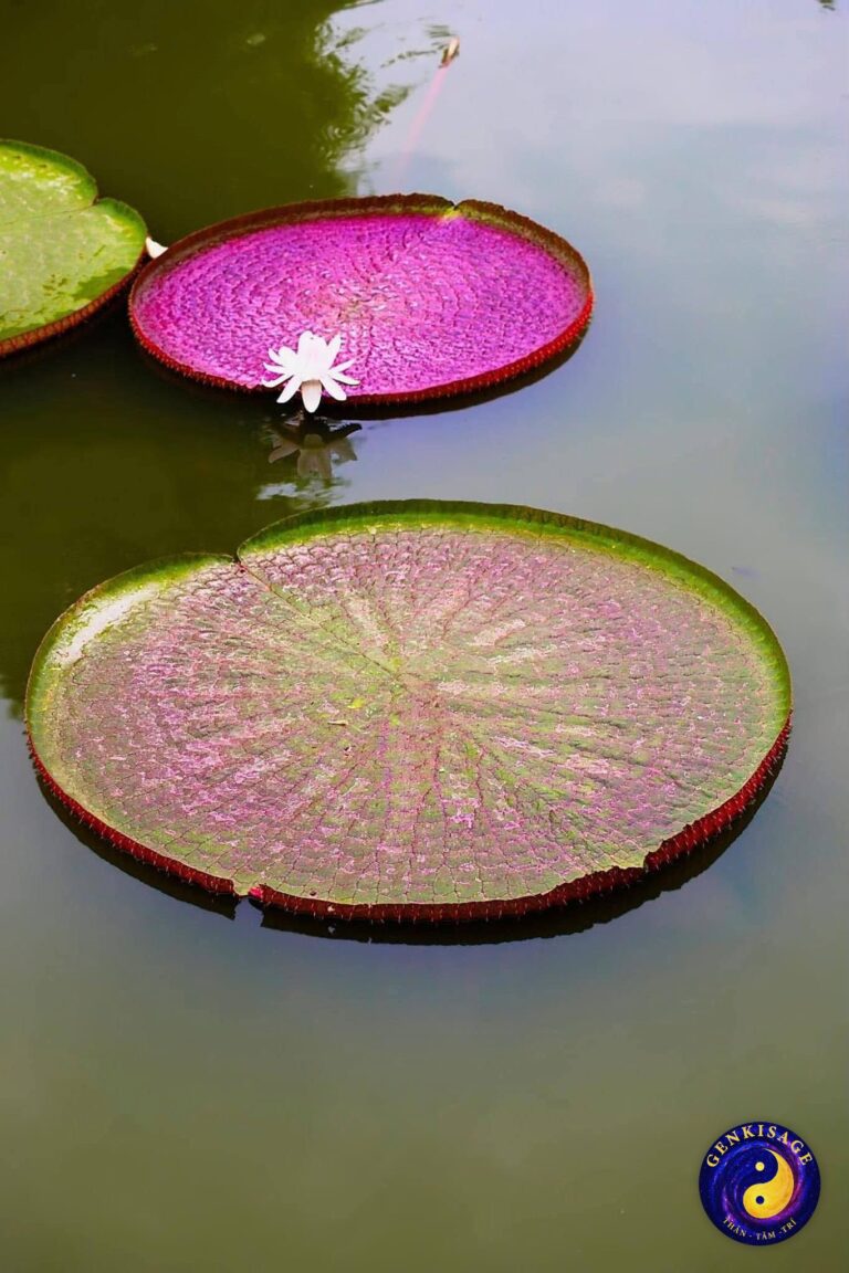 Hoạt động Đồng Hành – GENKISAGE