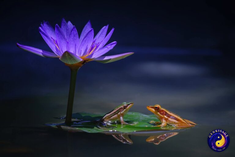 Hoạt động Đồng Hành – GENKISAGE