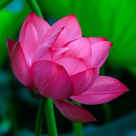 Lotus of the Body – GENKISAGE