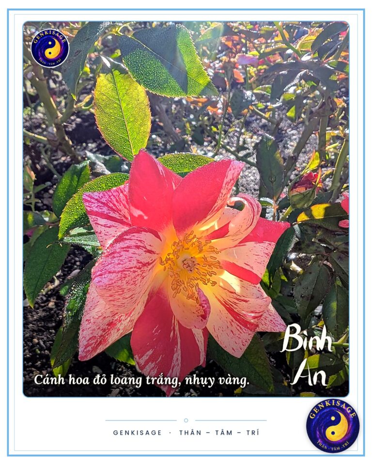 Hoạt động Đồng Hành – GENKISAGE