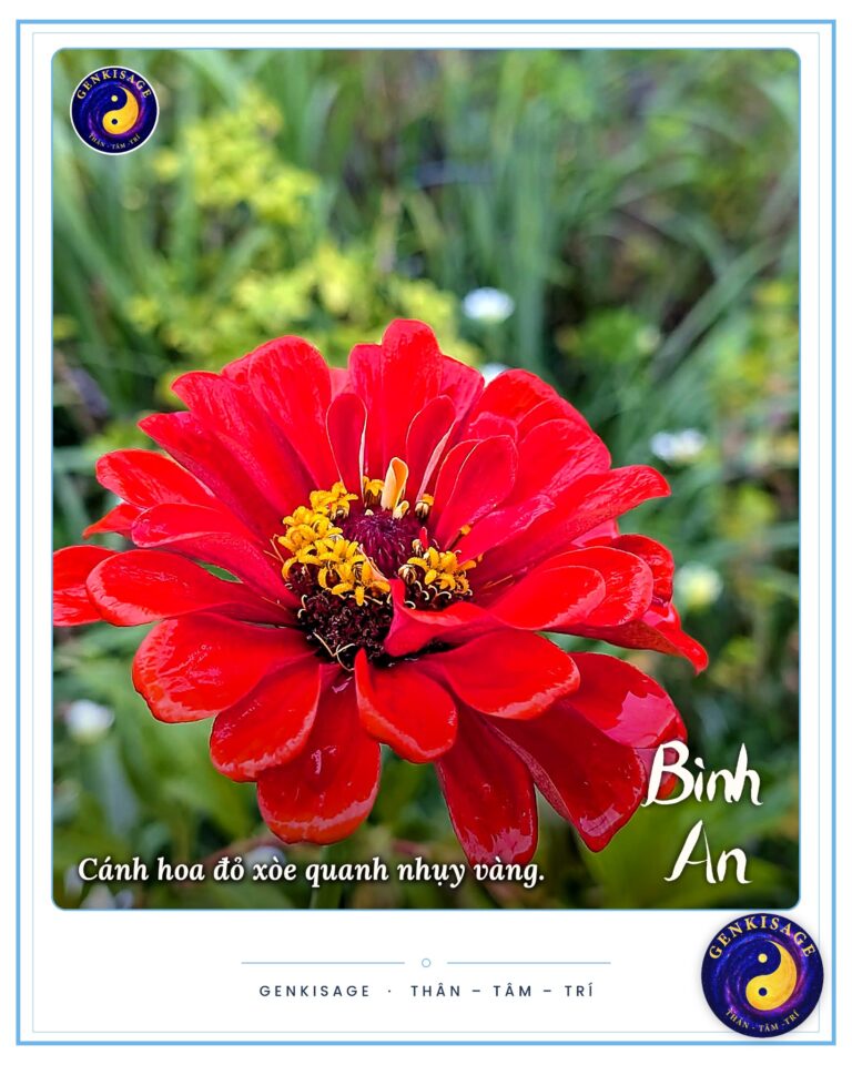 Hoạt động Đồng Hành – GENKISAGE