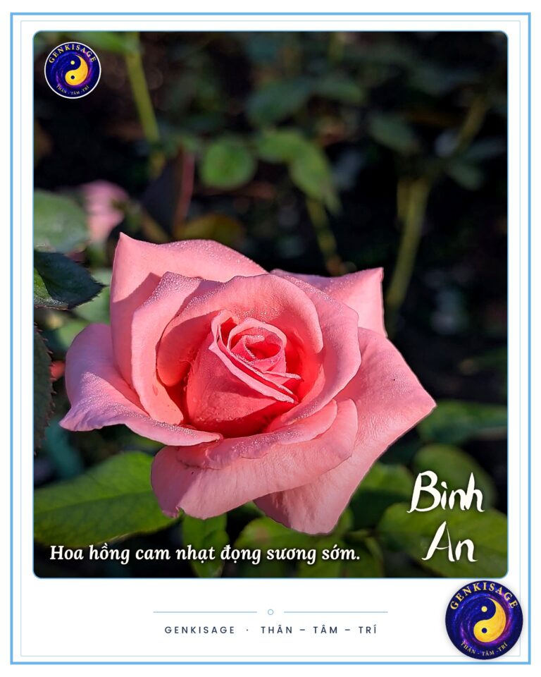 Hoạt động Đồng Hành – GENKISAGE
