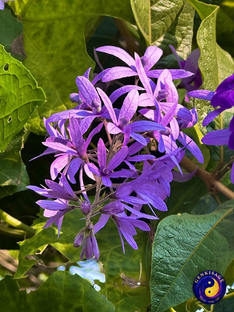 Hoạt động Đồng Hành – GENKISAGE